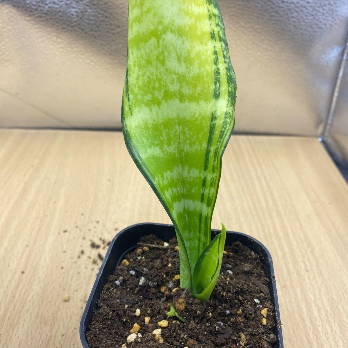 サンスベリアラスアノド斑入り　コレクション株　レア　大きくなります。早いもの勝ち Amazon.co.jp: サンスベリア フツーラ 斑入り Sansevieria